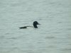 Aythya sp. at Vange Marsh (RSPB) (Steve Arlow) (38465 bytes) Aythya sp. at Vange Marsh (RSPB) (Steve Arlow) (38465 bytes)
